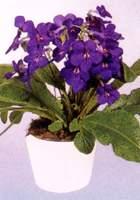 海角櫻草 海角櫻草