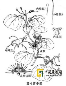 圓葉西番蓮 圓葉西番蓮