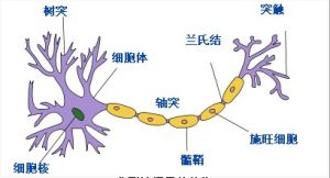 髓鞘（典型神經元的結構）