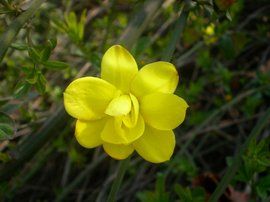 雲南黃素馨 雲南黃素馨