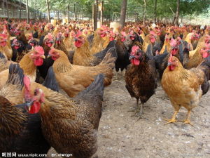 廈門土雞 廈門土雞