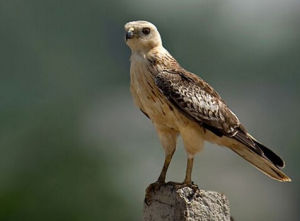 白領南美鵟 白領南美鵟