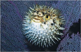 哈氏刺鯊 哈氏刺鯊