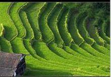 紫鵲界梯田