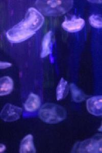 雙小水母 雙小水母