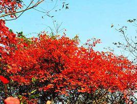 青林[植物新品種]