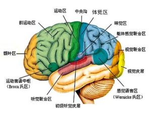 大腦皮質 大腦皮質