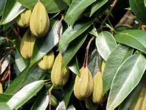 兩廣梭羅 兩廣梭羅