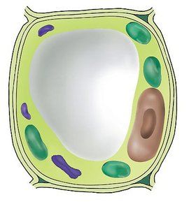 生物膜系統 生物膜系統