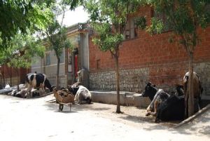 東幸福莊村 東幸福莊村