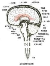 枕骨大孔疝 枕骨大孔疝
