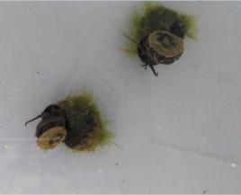 畸形田螺 畸形田螺