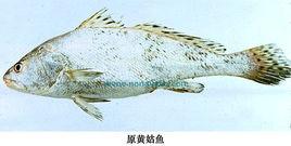 原黃姑魚