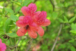 五蓮杜鵑花 五蓮杜鵑花