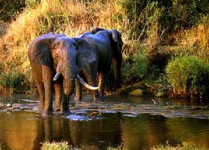 克魯格國家公園