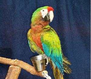 波芬文恩金剛鸚鵡