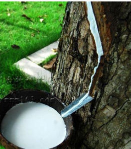 天然乳膠 天然乳膠