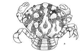 紫斑光背蟹 紫斑光背蟹