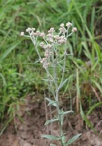 寬葉擬鼠麴草 寬葉擬鼠麴草