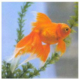 鳳尾龍睛 鳳尾龍睛