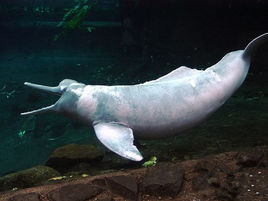 亞河豚科 亞河豚科