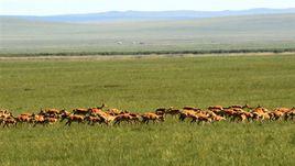 達里崗愛牧場 達里崗愛牧場
