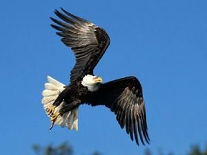 白頭海雕