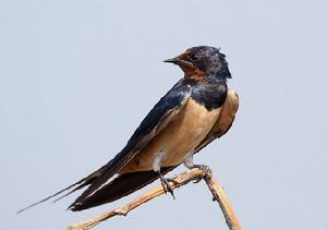 家燕北方亞種 家燕北方亞種