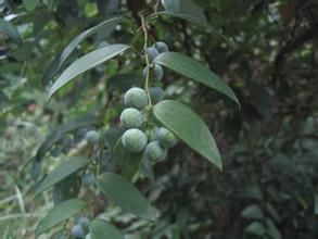 長葉菝葜 長葉菝葜