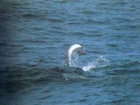 擬小抹香鯨-與小抹香鯨相似的鯨類 擬小抹香鯨-與小抹香鯨相似的鯨類