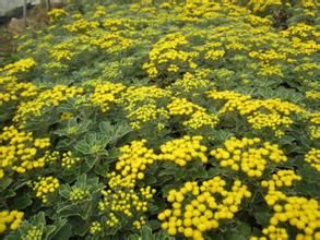 小花亞菊 小花亞菊