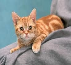 貓杯狀病毒感染 貓杯狀病毒感染