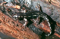 紅鈍口螈 紅鈍口螈