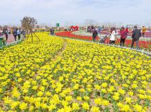 江蘇大豐荷蘭花海高清組圖1