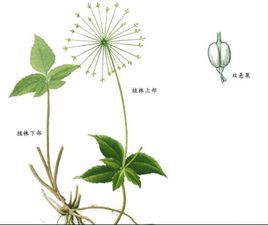 尖瓣小芹 尖瓣小芹