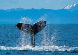世界上最孤獨的鯨魚