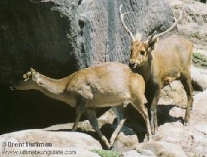 印度豚鹿 印度豚鹿