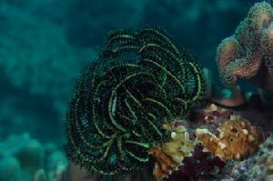 （圖）本氏海齒花