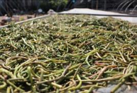 大別山野菜 大別山野菜