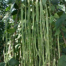 雲南野豇豆 雲南野豇豆
