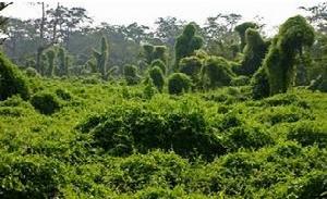 尼泊爾齊旺國家公園