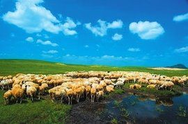 烏拉蓋草原 烏拉蓋草原