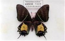 金斑喙鳳蝶.中國國蝶