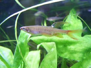 紅濺水魚 紅濺水魚