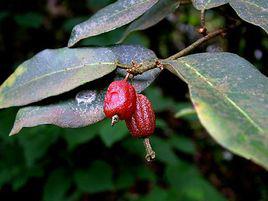 牛奶子[牛奶子]