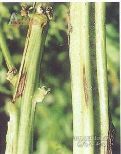 蠕形蛇孢腔菌 蠕形蛇孢腔菌