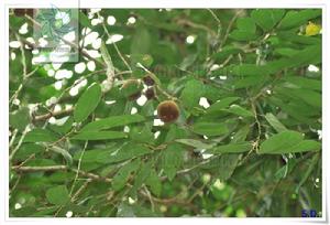 大葉龍角 大葉龍角