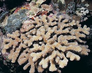 凱萊赫杯形珊瑚 凱萊赫杯形珊瑚