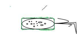 光蟲花核原菌 光蟲花核原菌