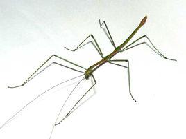 粗粒皮竹節蟲 粗粒皮竹節蟲